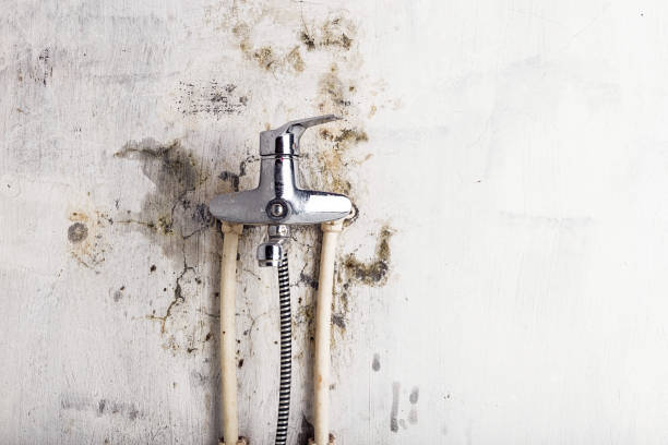 Best Local Mold Removal Service  in Blue Rapids, KS