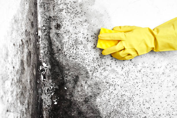 Best Crawl Space Mold Removal  in Blue Rapids, KS