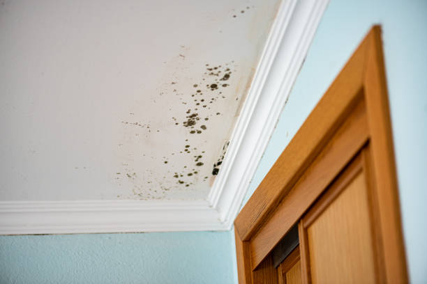 Best Fast Mold Removal  in Blue Rapids, KS