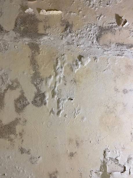 Best Attic Mold Removal  in Blue Rapids, KS