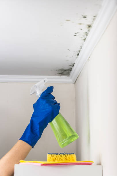 Best Certified Mold Removal  in Blue Rapids, KS